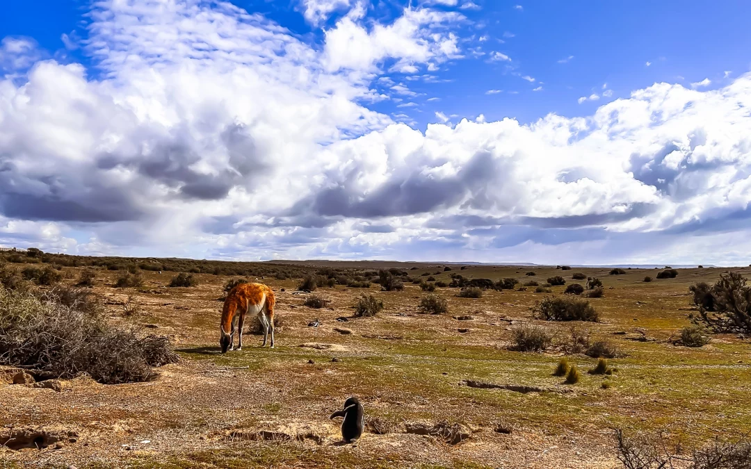 Exploring the Wonders of Punta Tombo