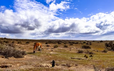 Exploring the Wonders of Punta Tombo